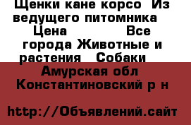 Щенки кане корсо! Из ведущего питомника! › Цена ­ 60 000 - Все города Животные и растения » Собаки   . Амурская обл.,Константиновский р-н